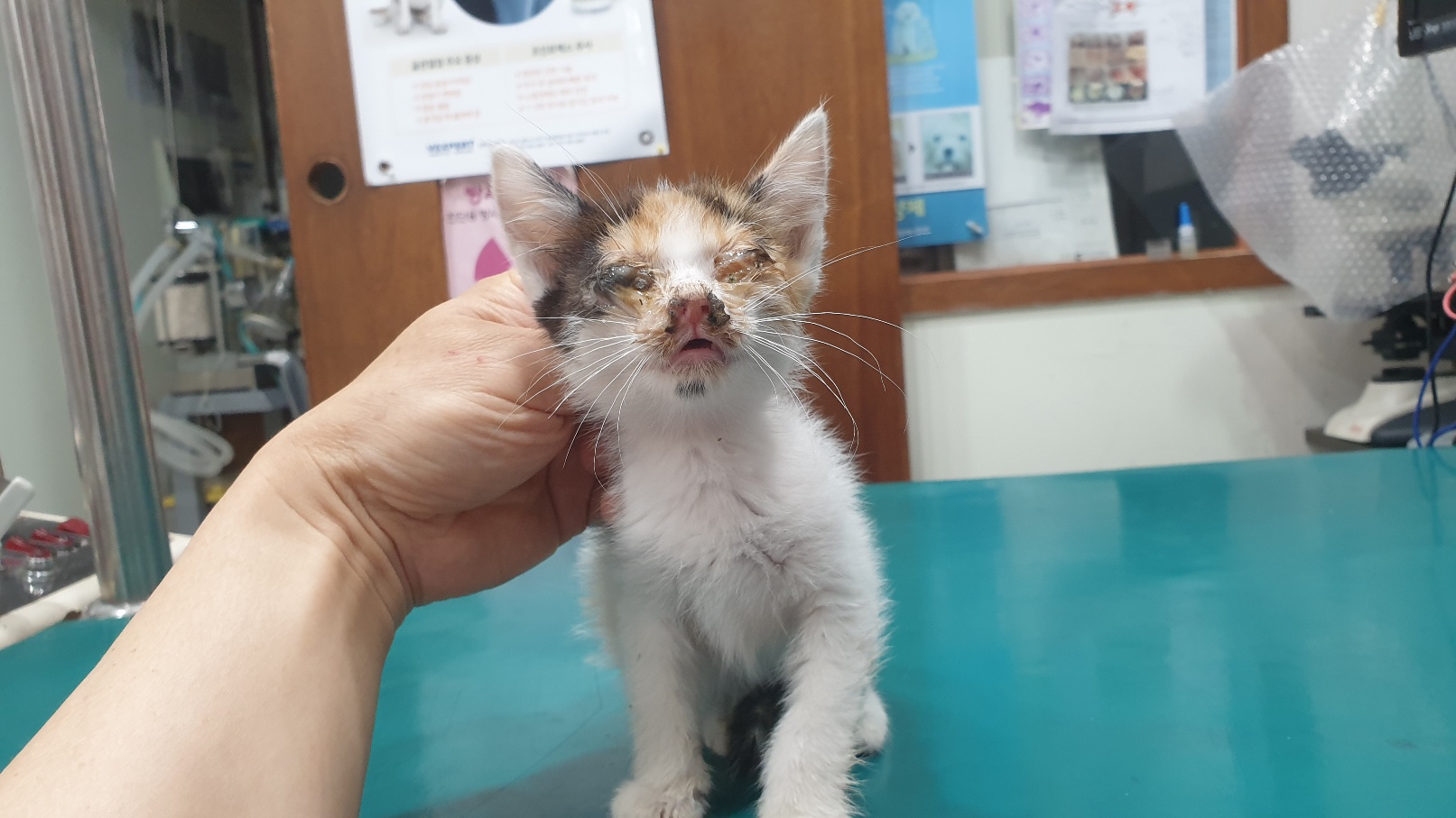 [고양이] 한국 고양이 전북-전주-2025-00447 유기동물 배경 이미지 입니다.